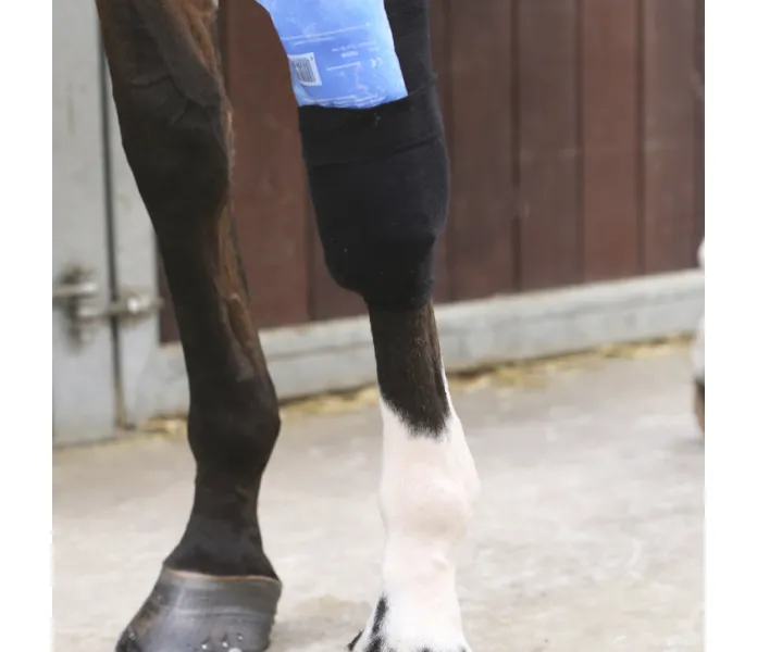 Tendon grip sock kentucky kuva