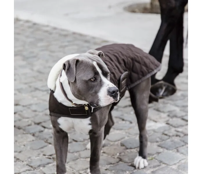 Kentucky dog coat original ruskea 3 image