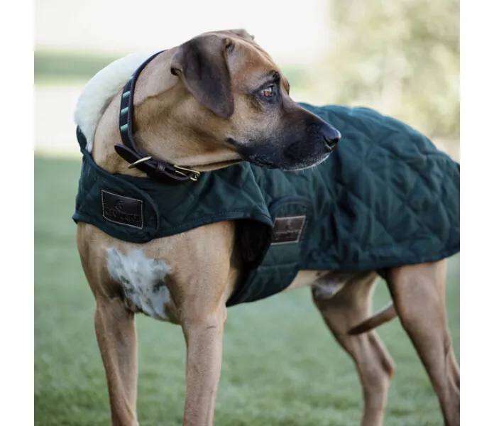 Kentucky dog coat original v2 image