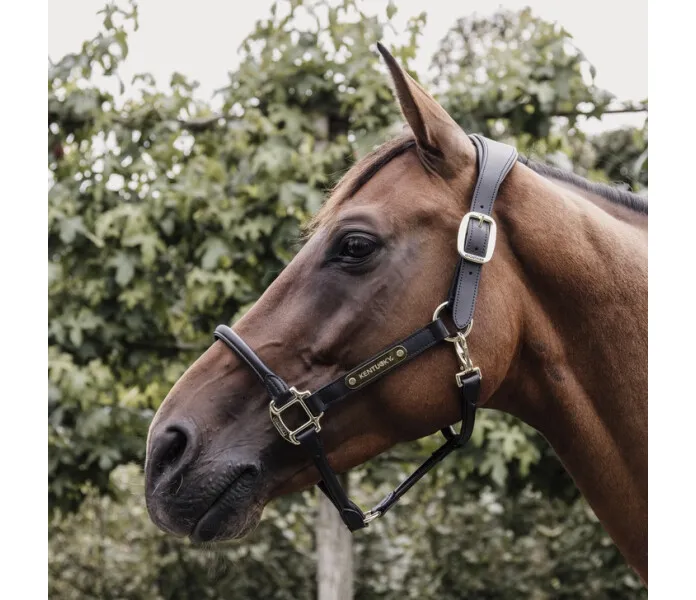 Kentucky leather halter black2 image