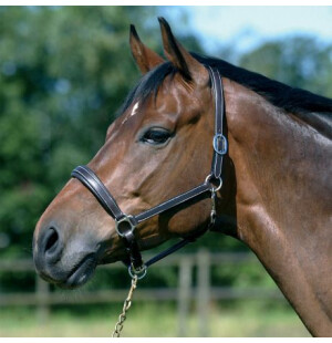 Hansbo nahkariimu kuva