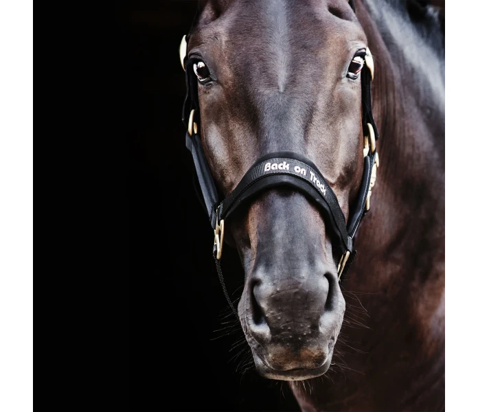 2064 Werano Halter BLACK WEB 05 jpg kuva