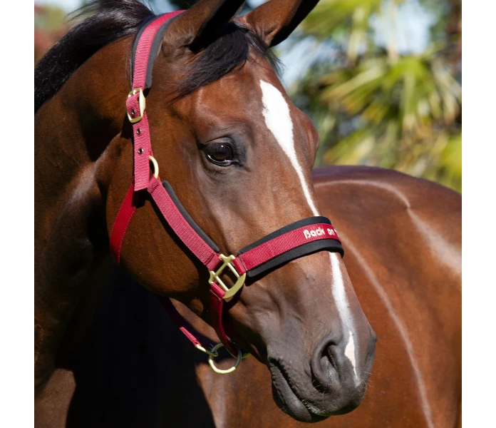 2064WeranoHalterBURGUNDYWEB13 jpg kuva