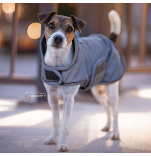 Kentucky Dog coat reflective hundtäcke i reflex image