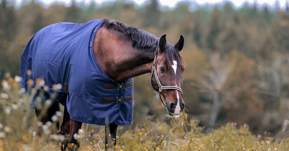Blogg N r Ska Du S tta T cke P Din H st Losvika Equestrian Store blogg-n-r-ska-du-s-tta-t-cke-p-din-h-st-losvika-equestrian-store