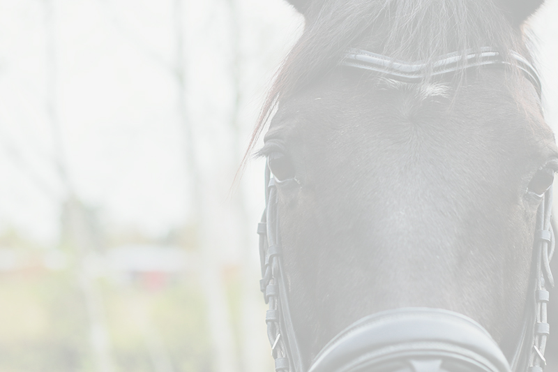 hast mailchimp losvika equestrian