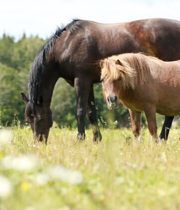 sommarbete