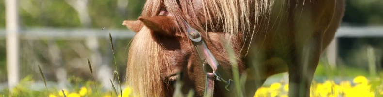 Foder och tillskott Foder och tillskott
