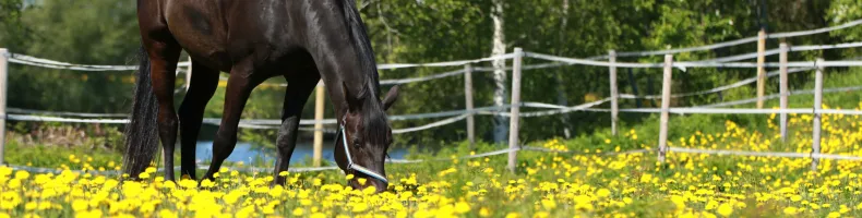 Karvan hoito Karvan hoito