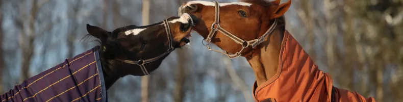 Hästgodis Hästgodis