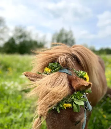 Losvika bildspel pieni 7