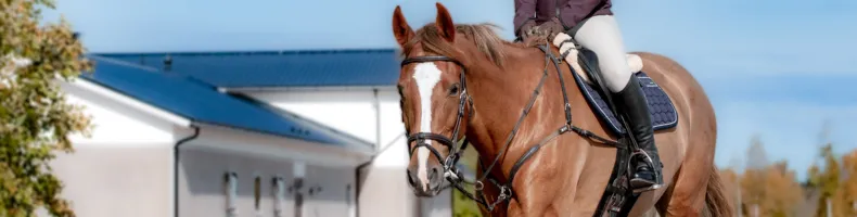 Stigbyglar Stigbyglar