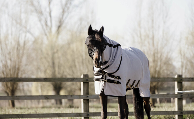 kentucky fly mask rug